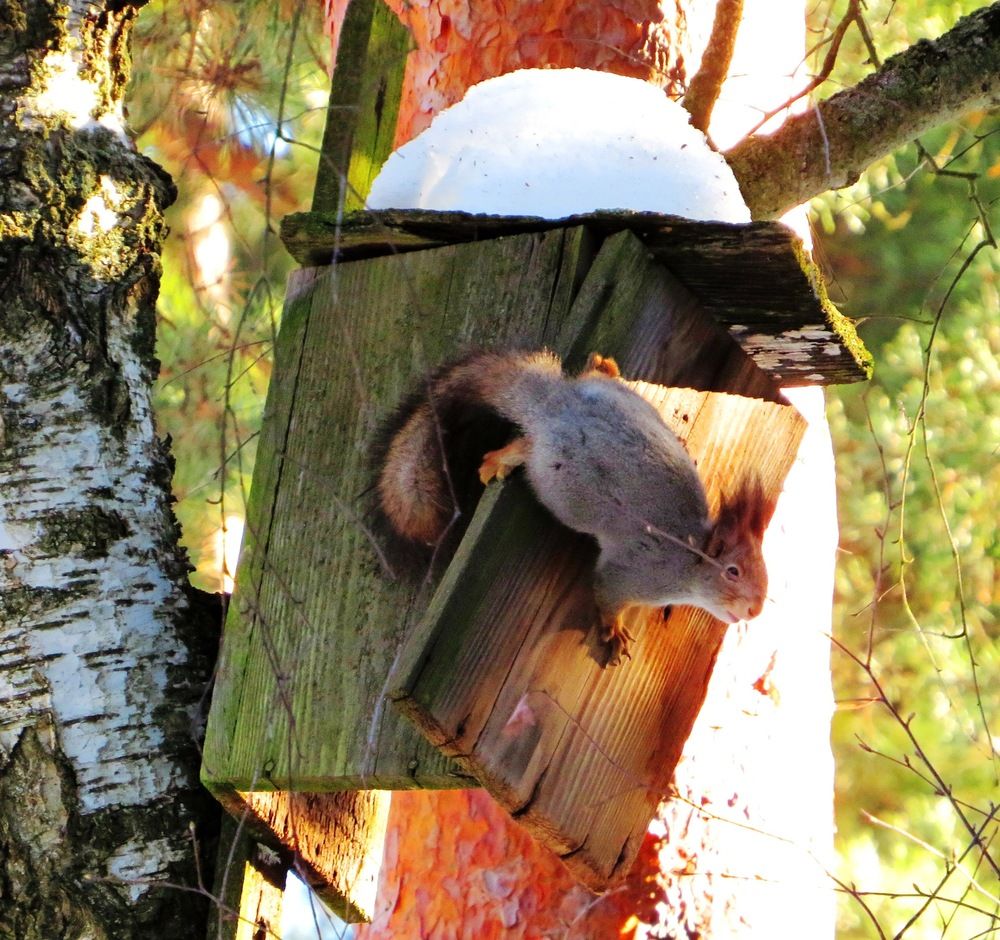 Исследуя старый скворечник