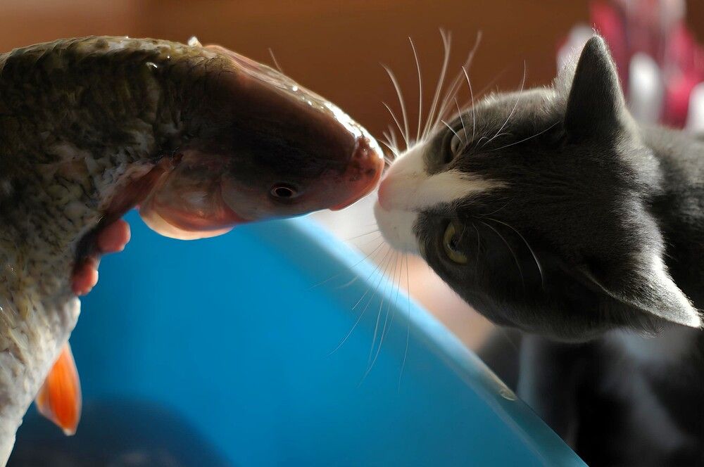 Ну поцелуй меня