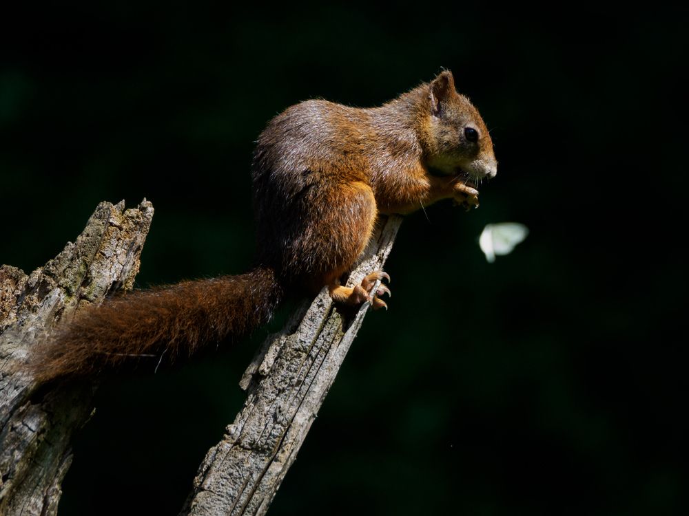 Фотография автора Daniela Retzer