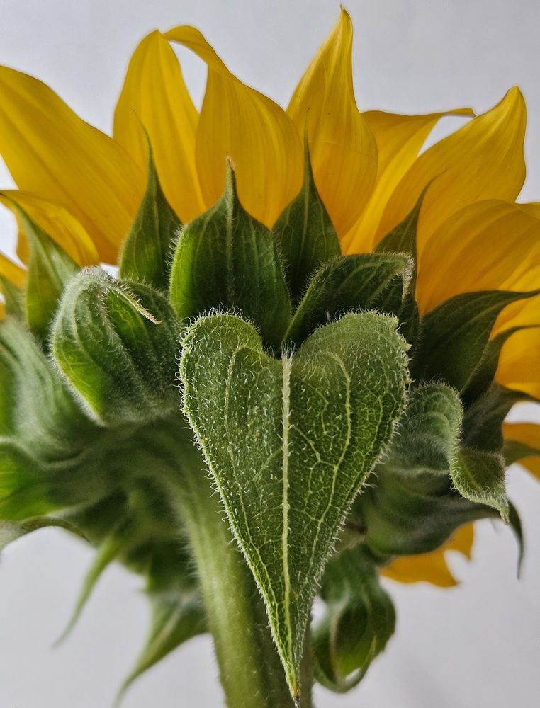 Photograph by Ольга Мандрыкина