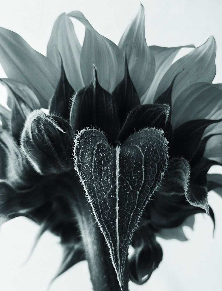 Photograph by Ольга Мандрыкина