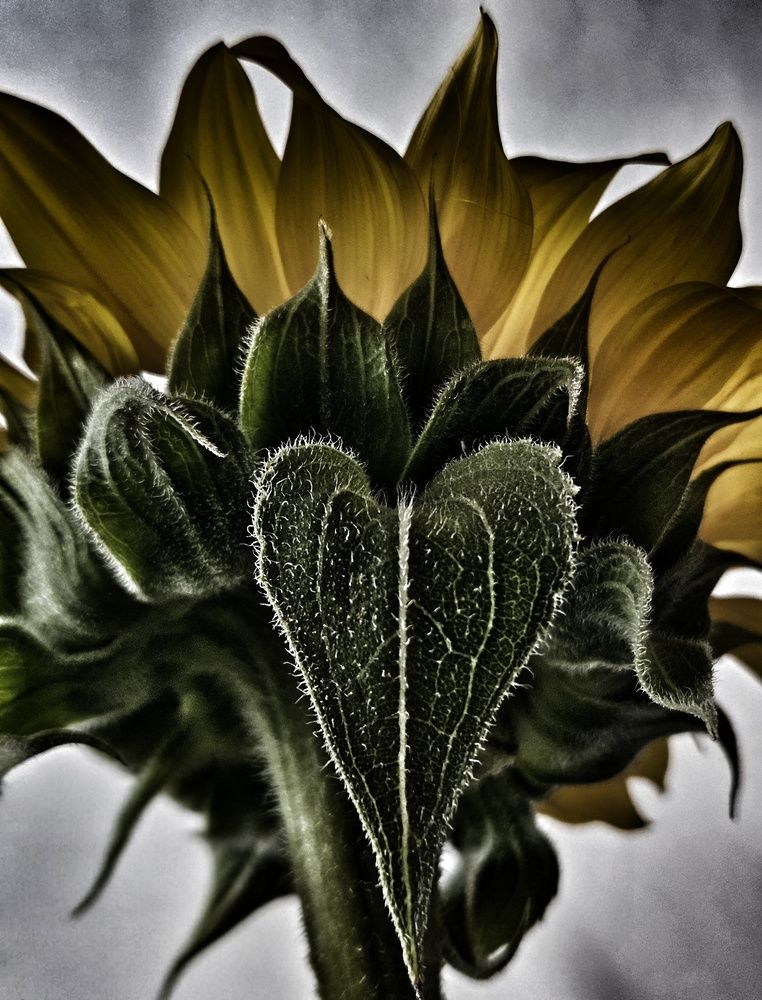 Photograph by Ольга Мандрыкина