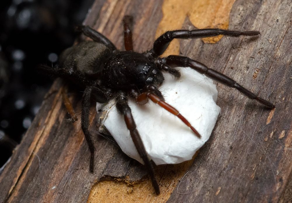 Джон Сильвер