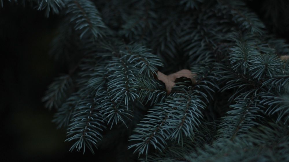 Photograph by Алёна Бондаренко
