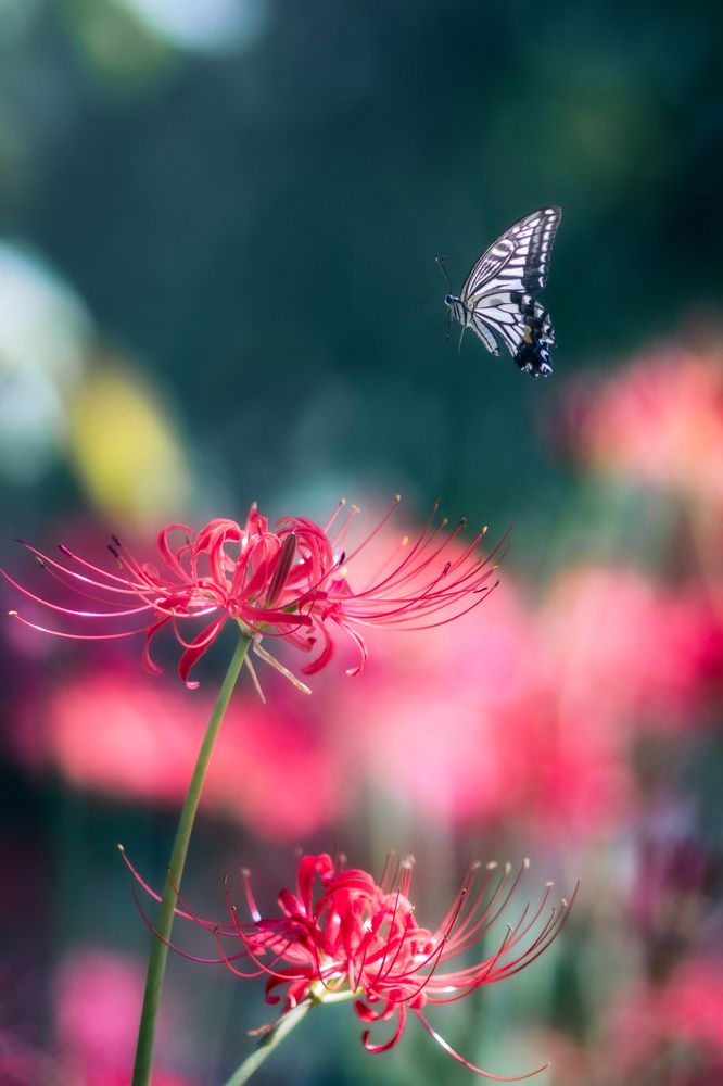 Photograph by tunemori