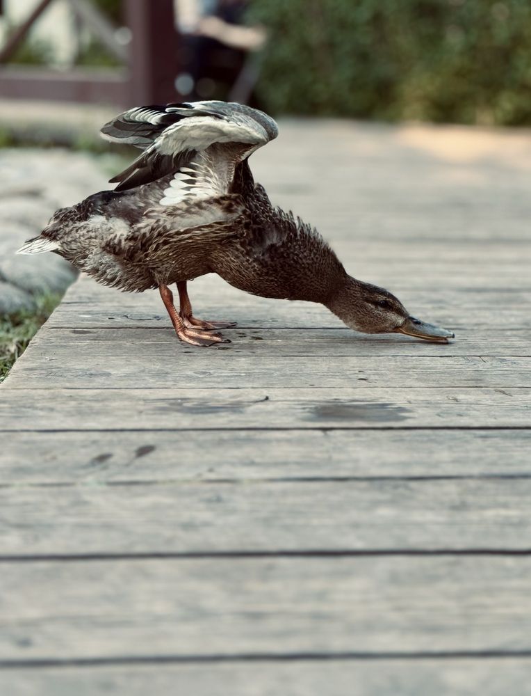 Photograph by Юлия Чернышёва