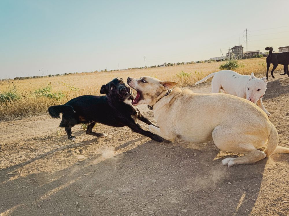 Фотография автора  Мария