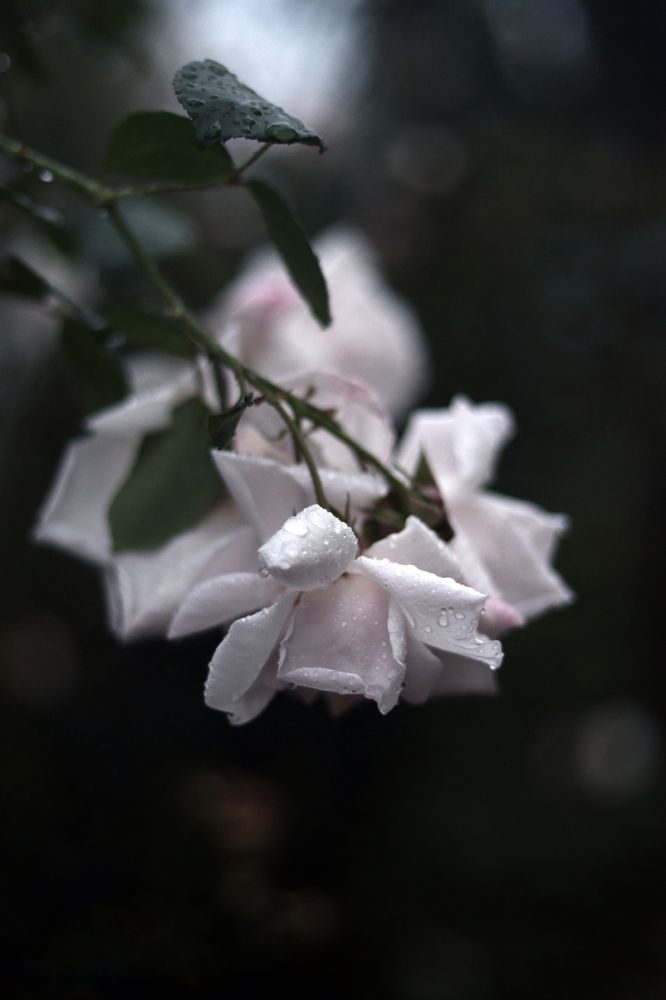 Photograph by Юлия Фомина