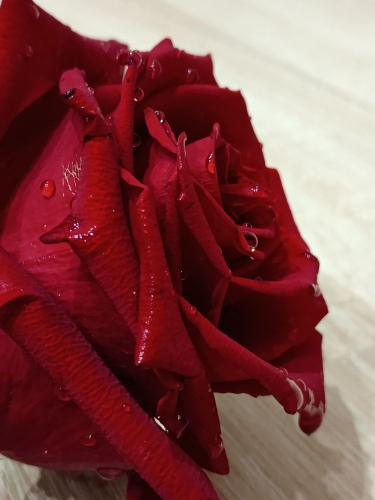 Photo #12461725