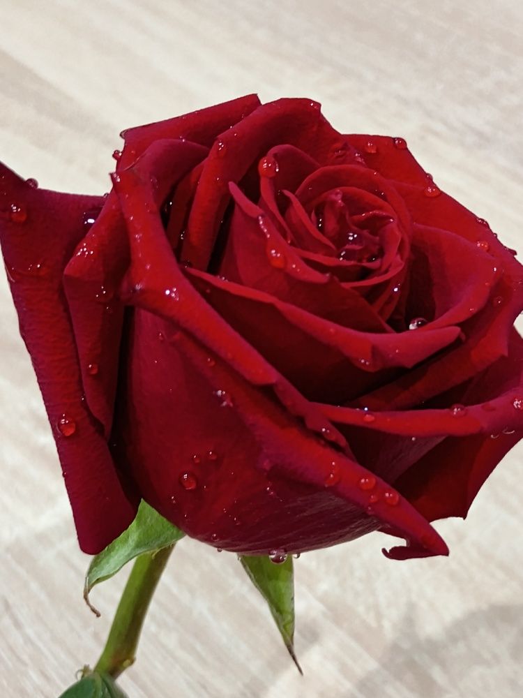 Photo #12461735