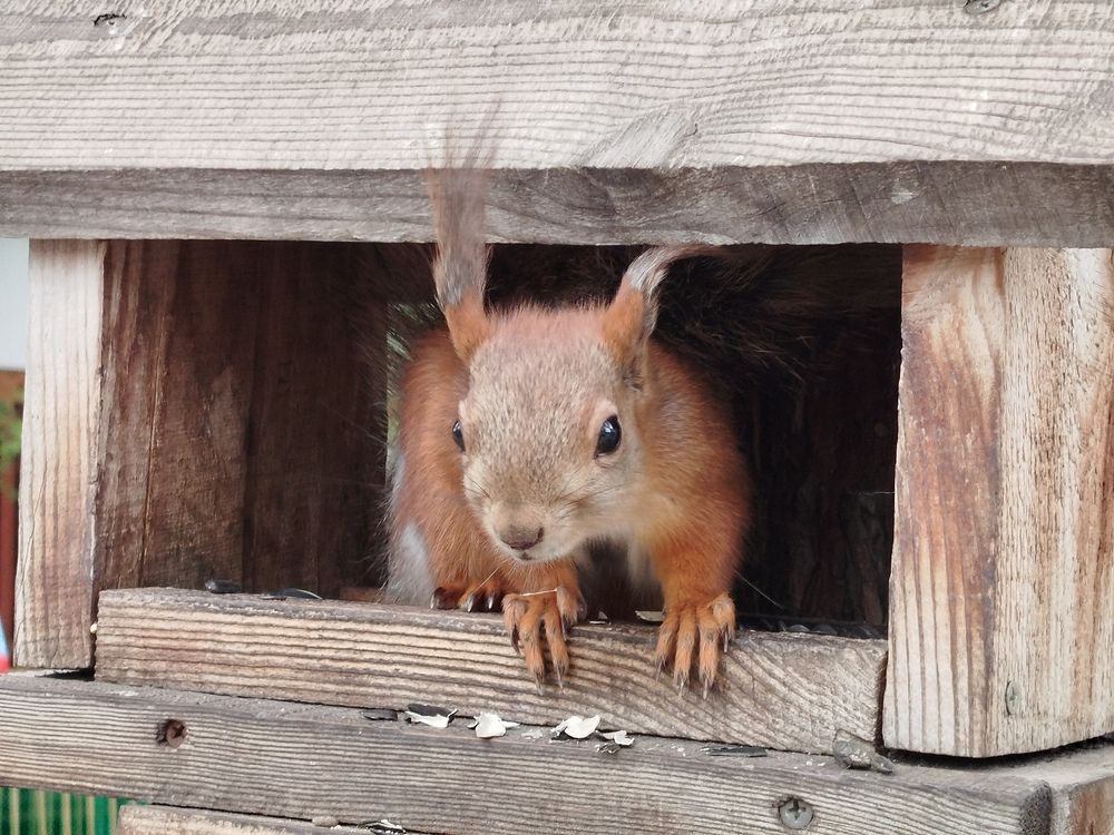 Photograph by Елена Алешкевич