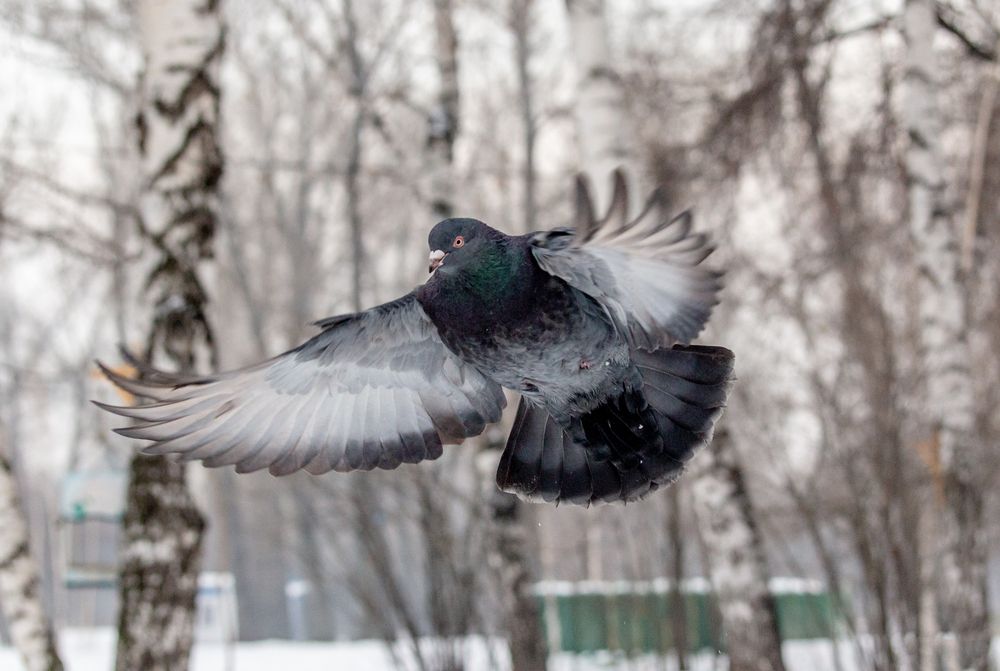 Photograph by Семенов Александр