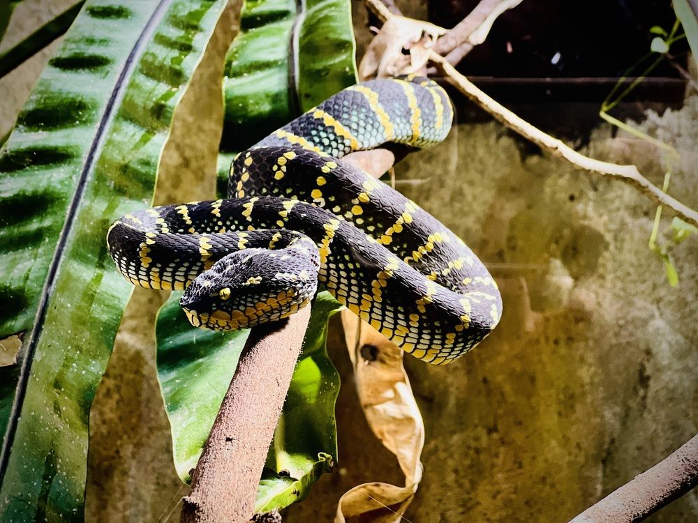 Photograph by GENGATHARAN GENGA