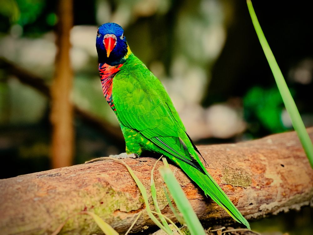 Photograph by GENGATHARAN GENGA