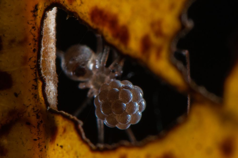 Photograph by Chamara Sulakkhana Polwatta Siriyalage