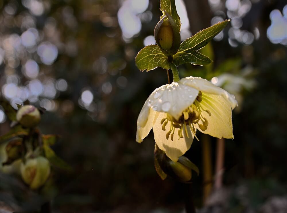 Helleborus mit Tropfen