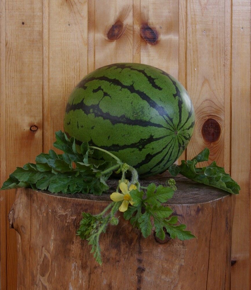 Photograph by Елена Алешкевич