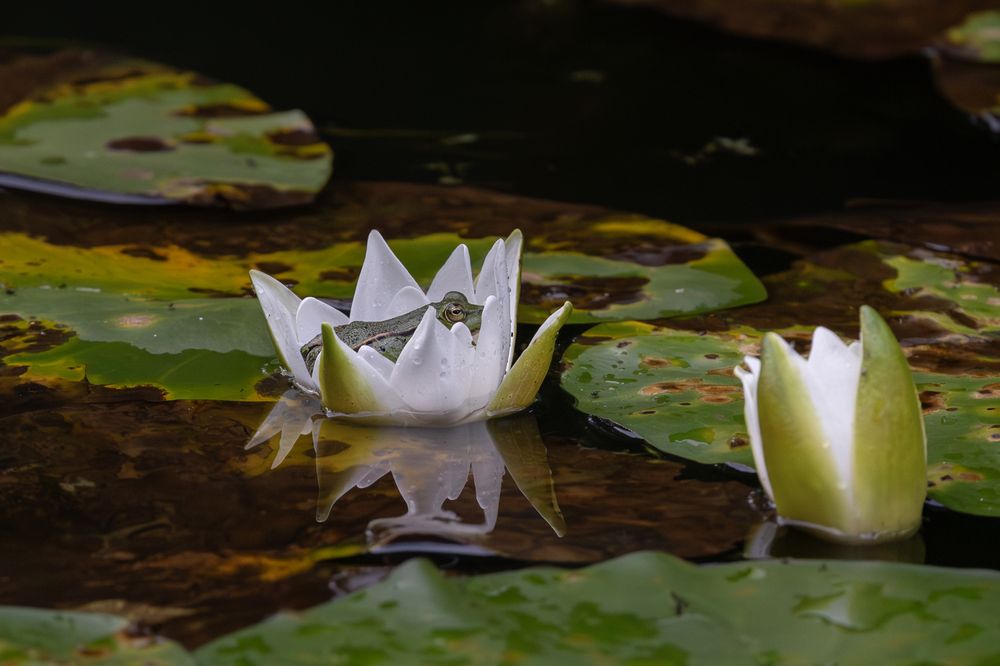 Photograph by Юлия Яковлева