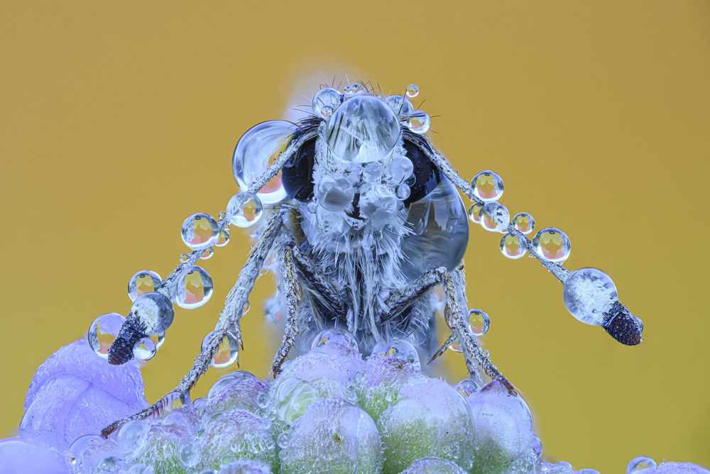 Charcarodus alceae at dawn