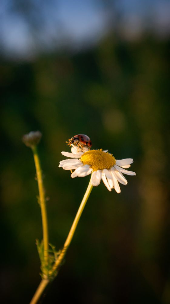 Фотография автора Геннадий Ломеко