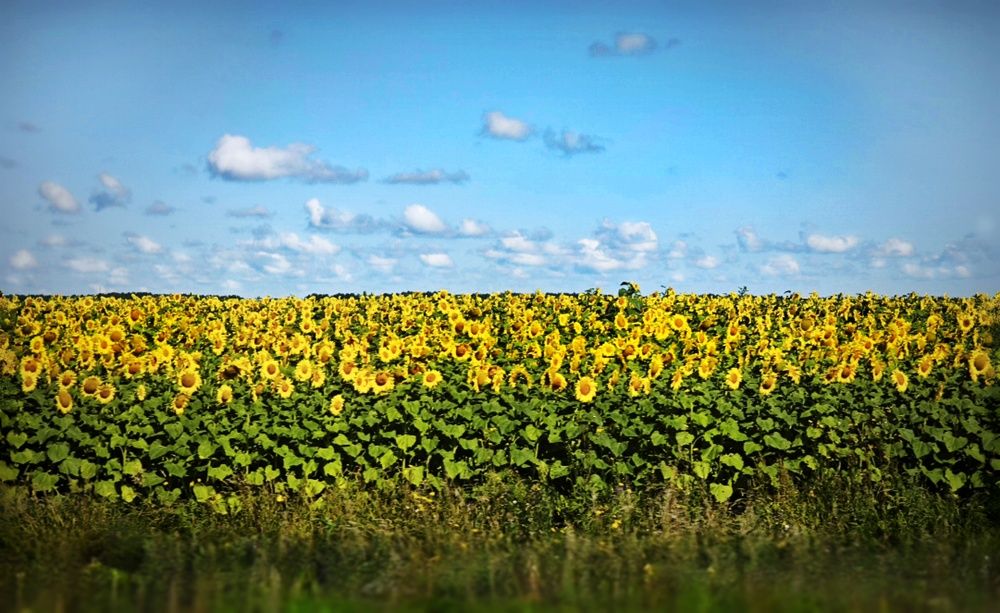 Фотография автора Наталья Силантьева