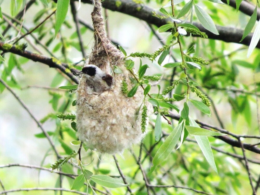 Photograph by Лариса Басова