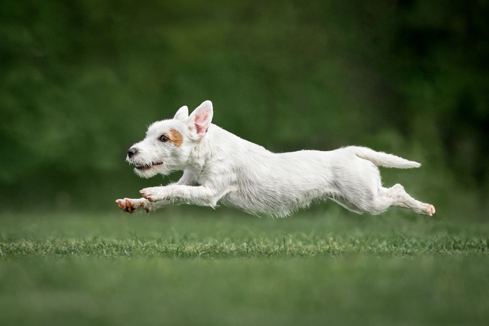 Фотография автора Krisztián Csalami