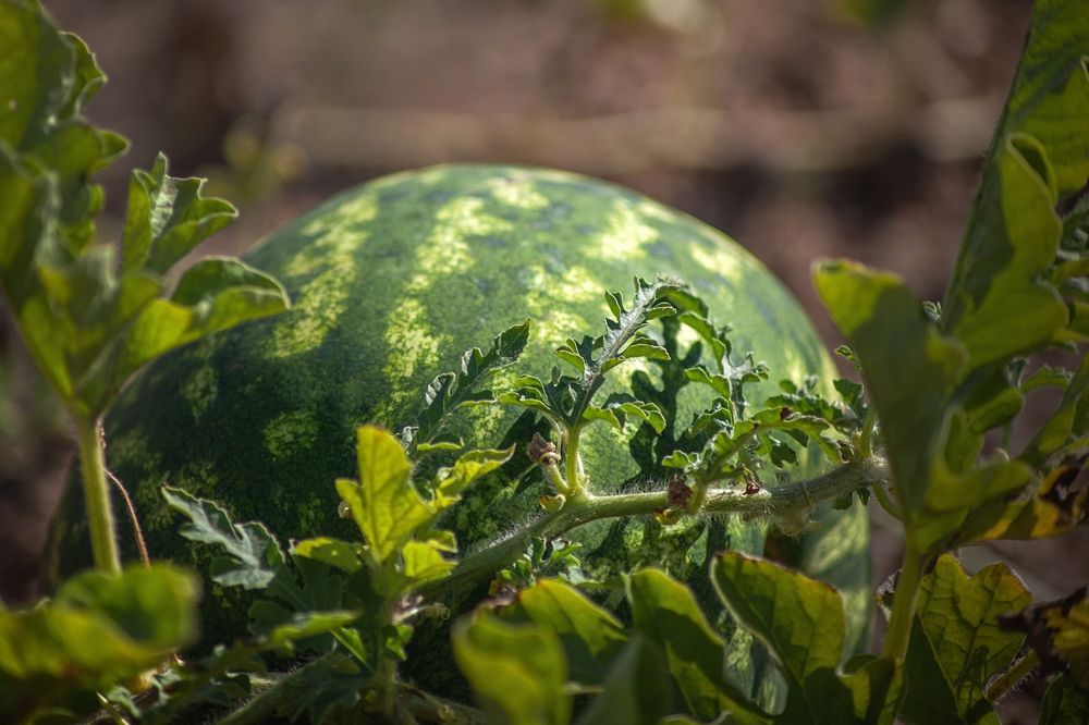 Фотография автора Валерий Елистратов
