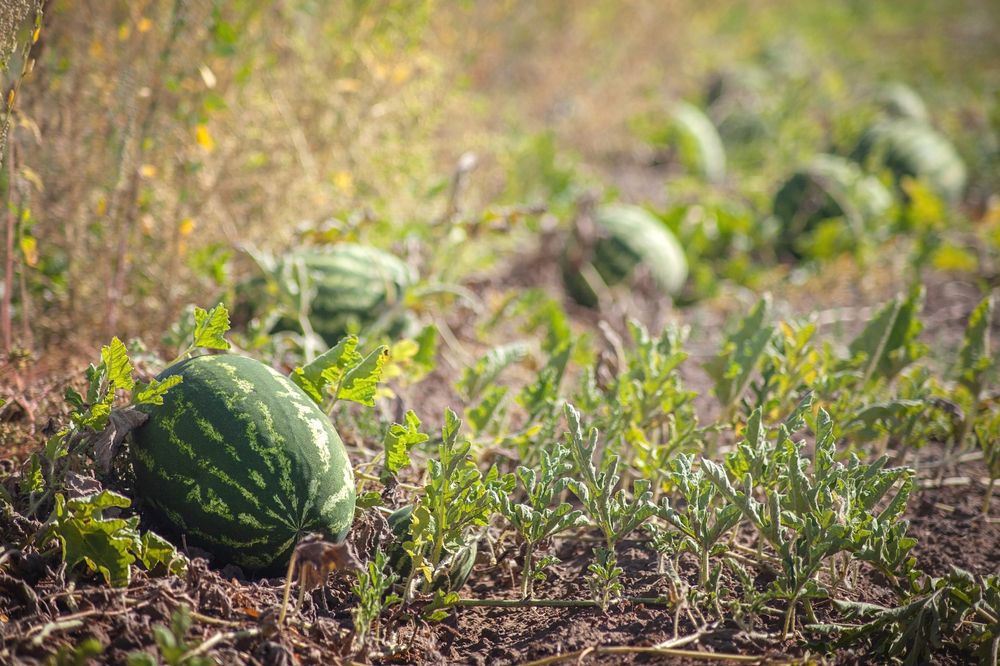 Фотография автора Валерий Елистратов