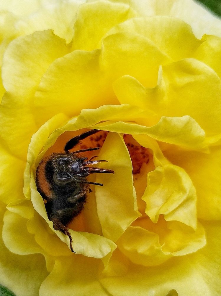 Мохнатый шмель