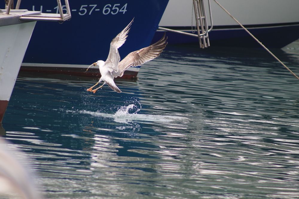 Photograph by Артём Гуцалюк