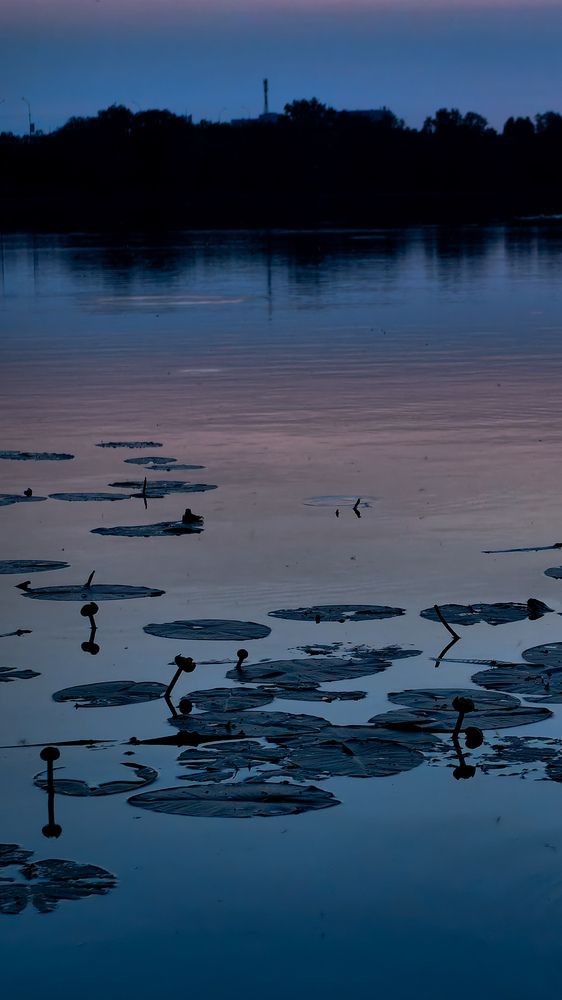 Фотография автора Ольга Панасюк