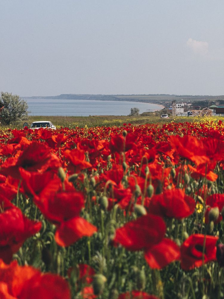 Photograph by Анна Голубцова