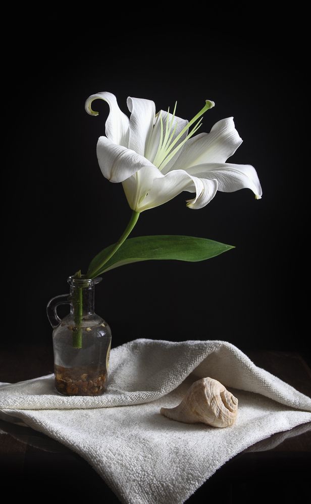 Лилия и ракушка