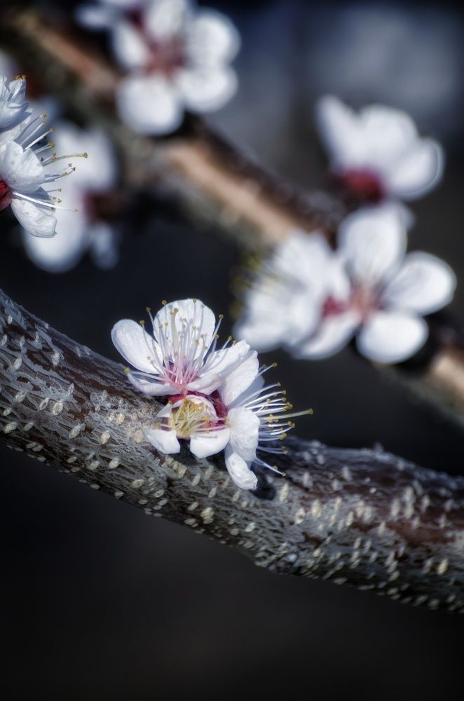 Photograph by Алена Самошина
