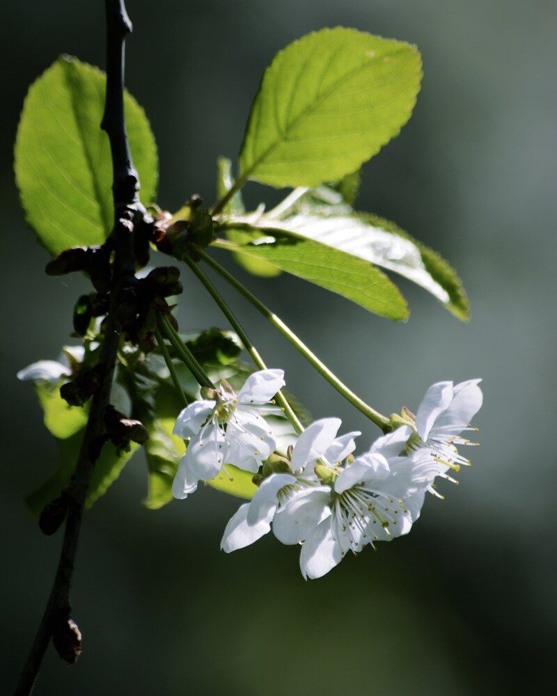 Photograph by Алена Самошина