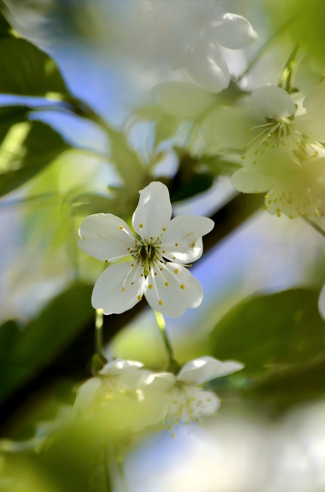 Photograph by Алена Самошина