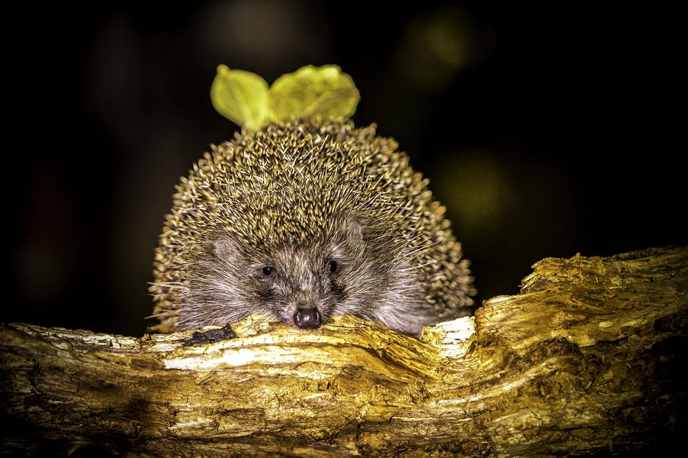 Фотография автора Михаил Лупина