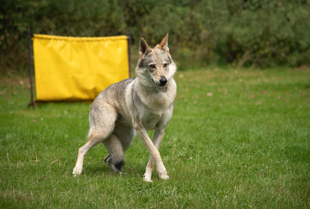 Photograph by Petr Sedlický