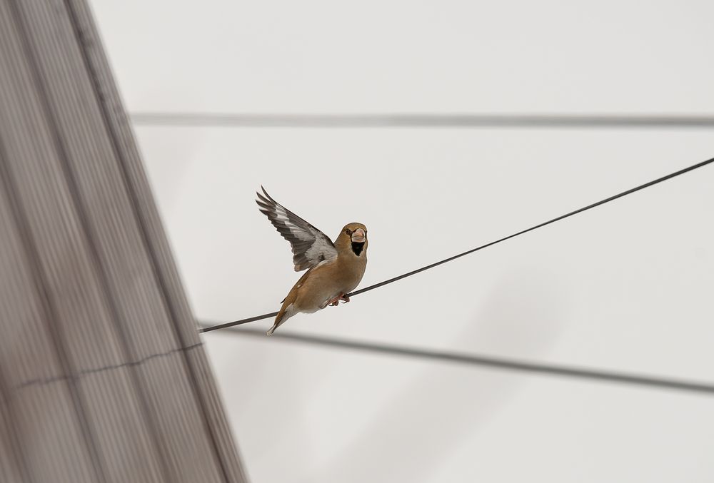 Photograph by Альварис Сукманюк