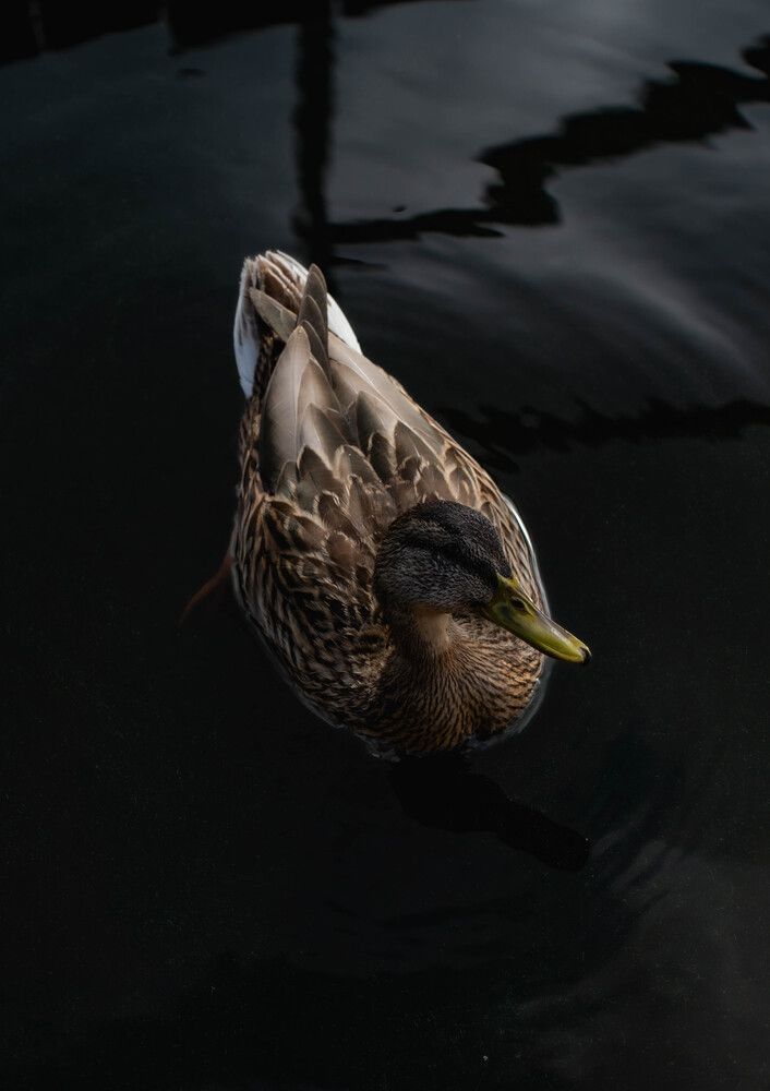 Duck