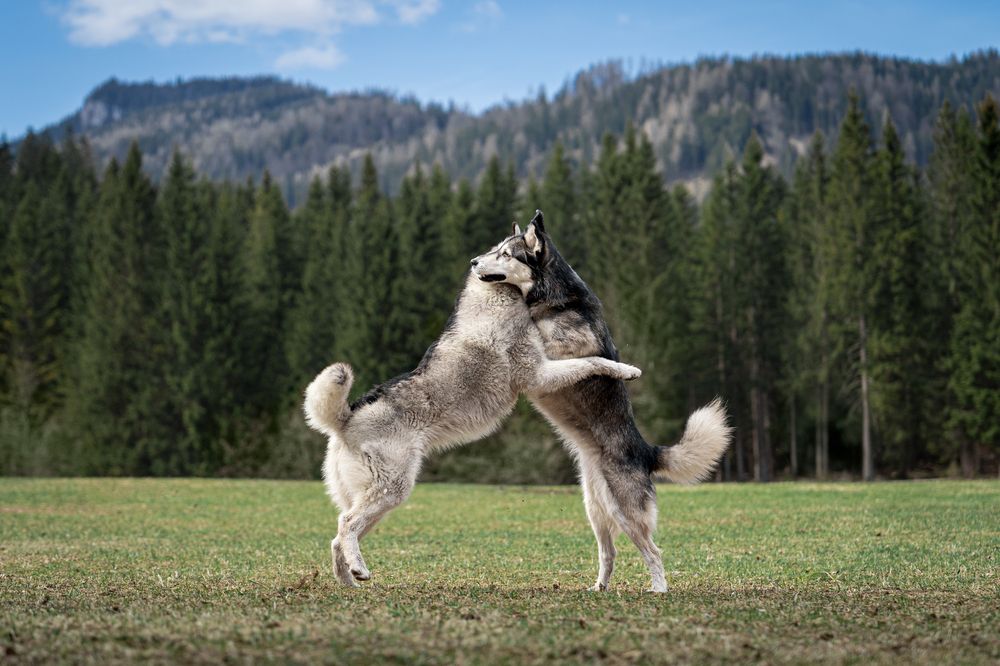Фотография автора Krisztián Csalami