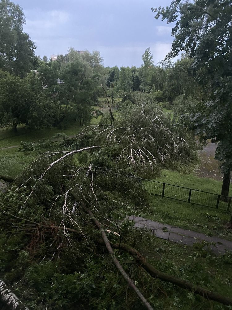 Birch trees fell due to strong winds