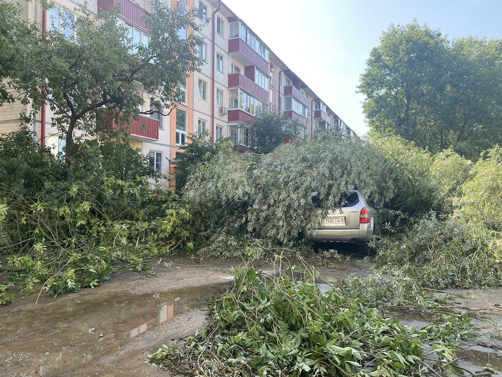 Willow tree fell on car