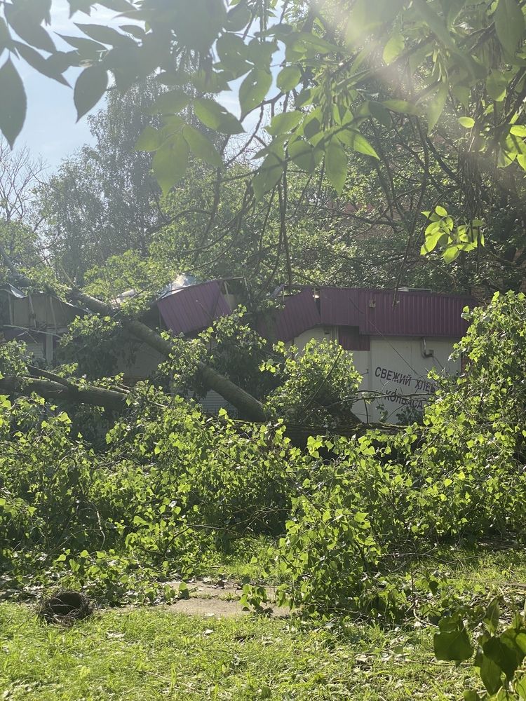 Trees fell on a kiosk after a hurricane