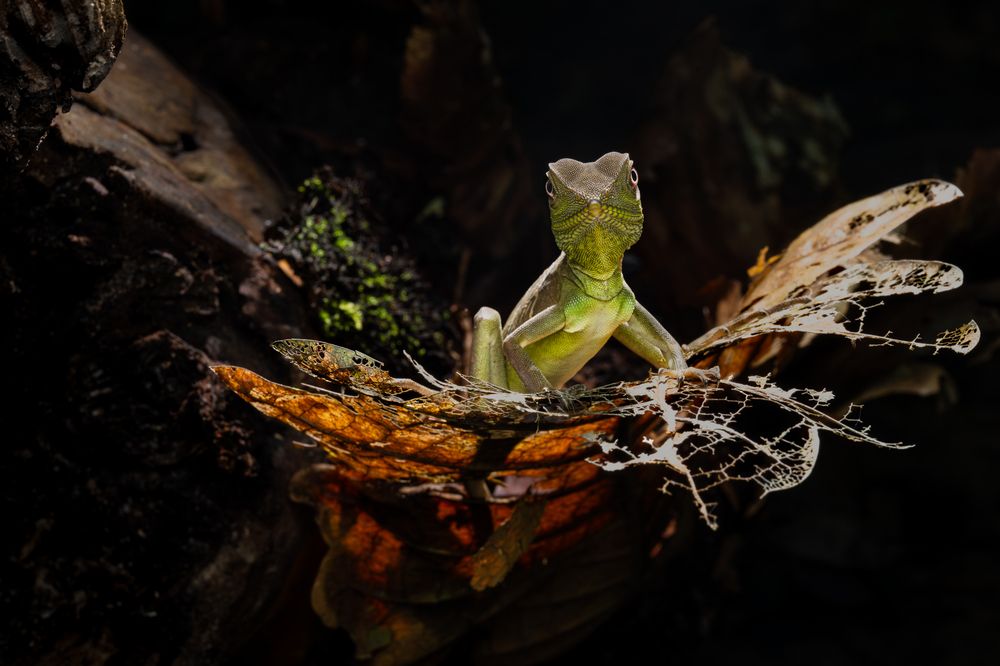 Little dragon