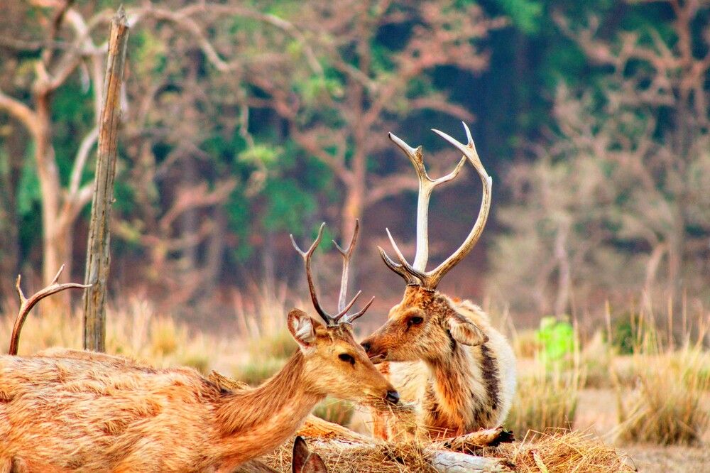 Photograph by Puroja Bhattacharya