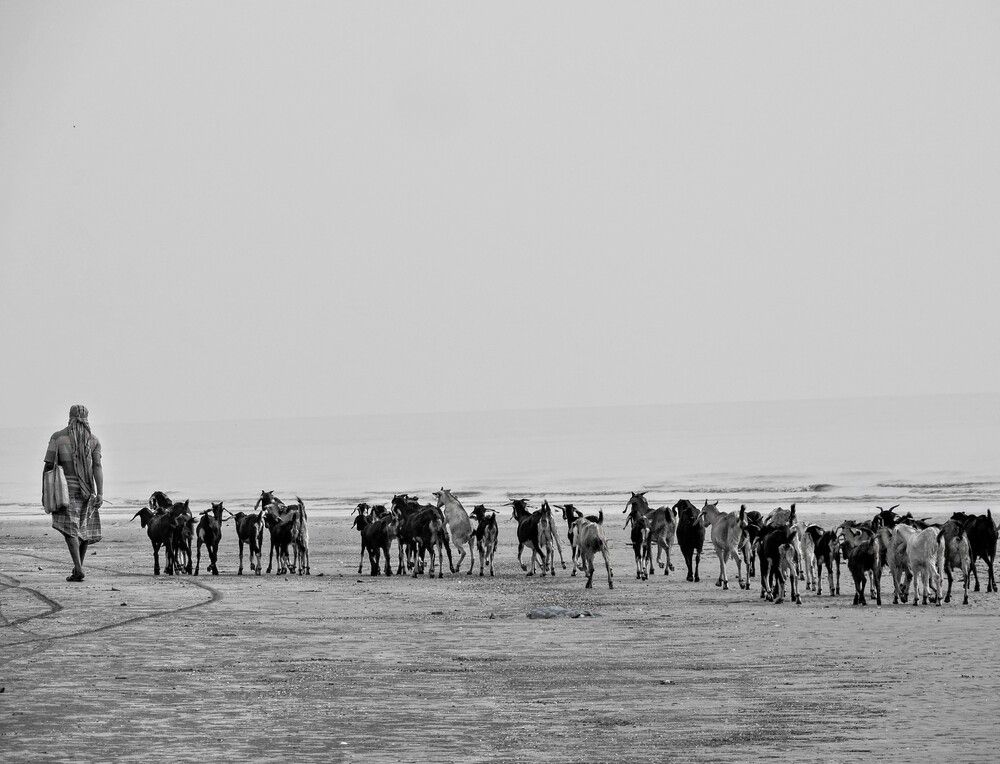 Grazing Through
