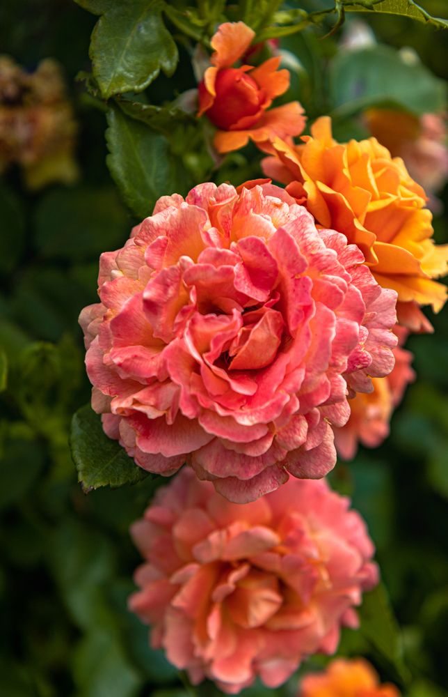 Photograph by Сергей Аникушин