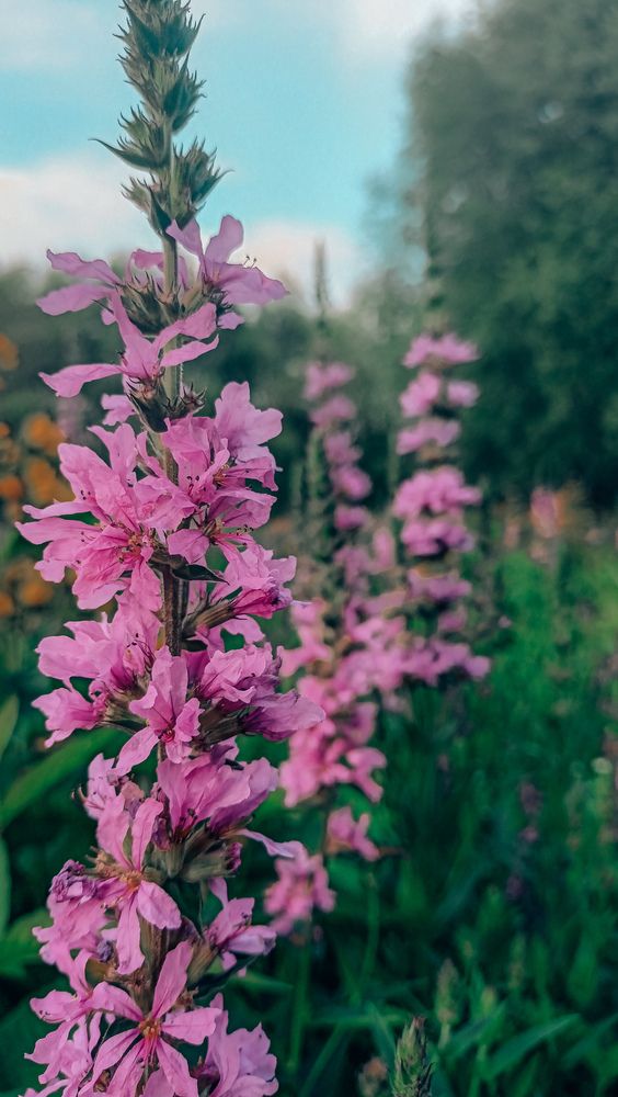 Photograph by Людмила Горячева